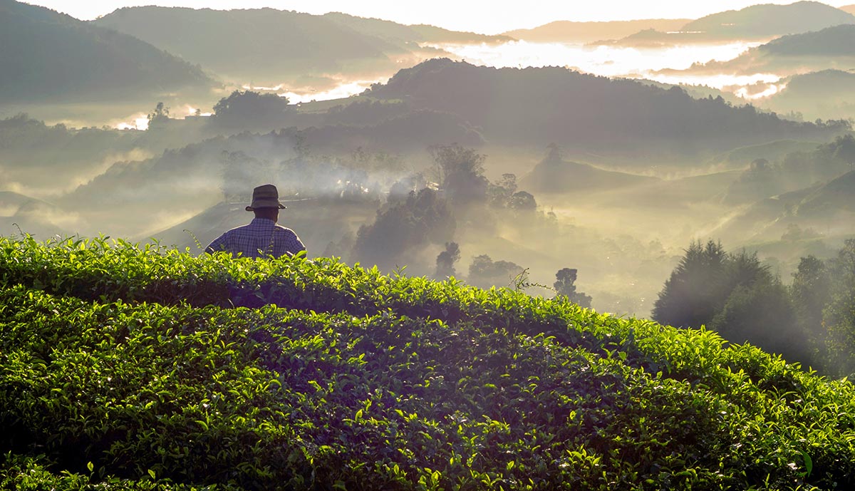 farmer-at-tea-plantation-in-malaysia